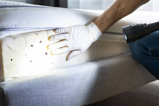 Best Wasp Removal Services  in Hamtramck, MI